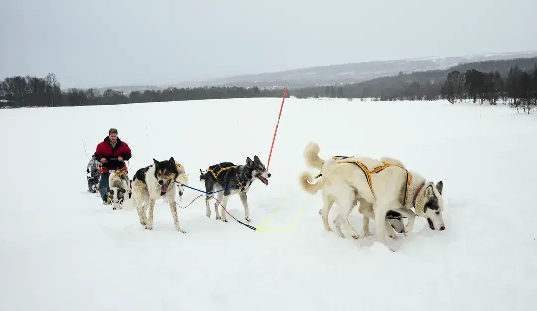 Hundekjøring